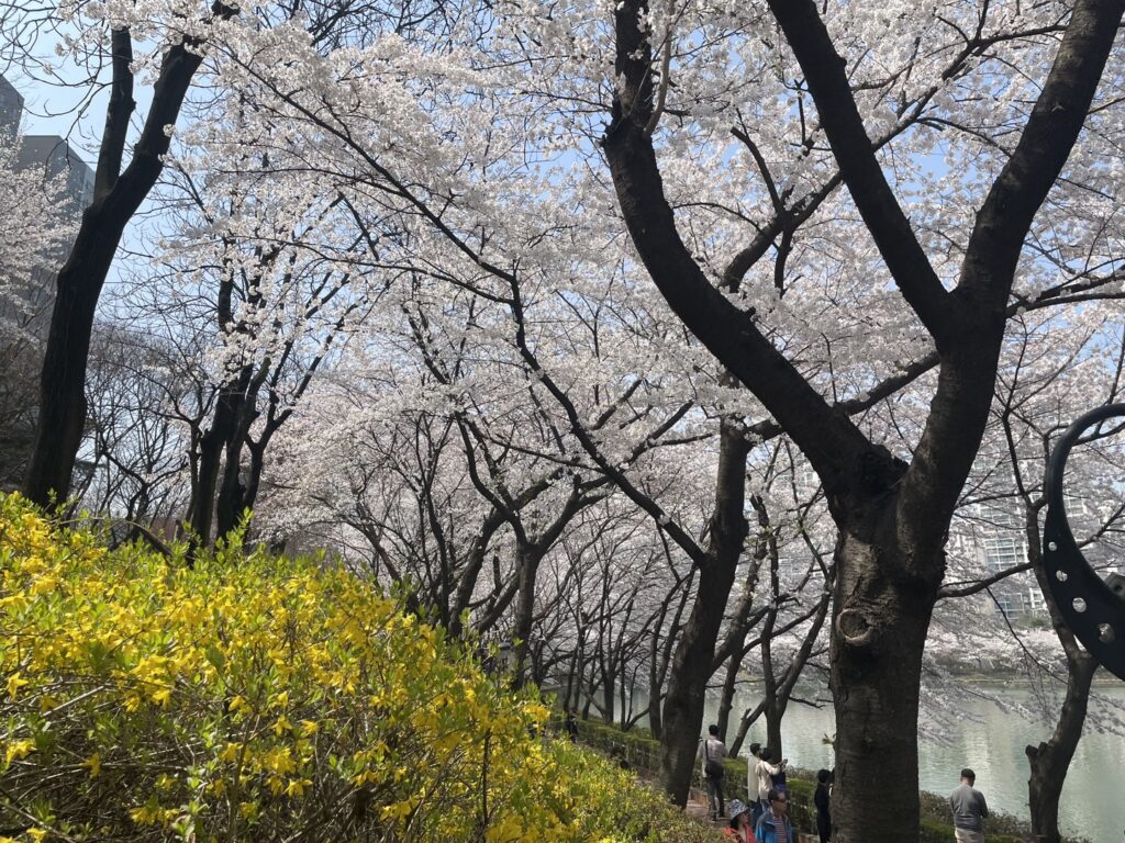 Cherry blossom scenery in Jamsil.